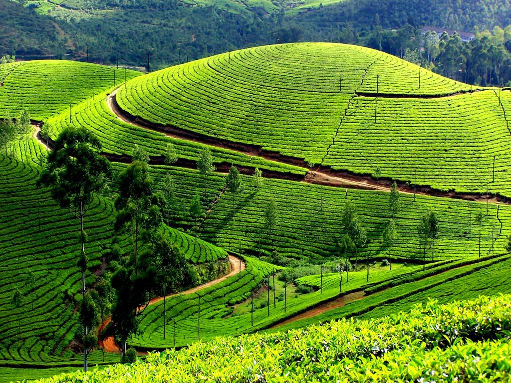 Mangalappillil Homestay Munnar Εξωτερικό φωτογραφία